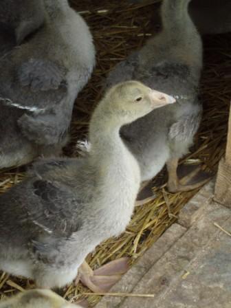 Ferme Tauzia
