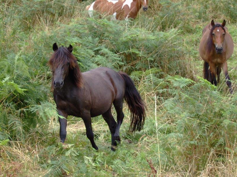 Ferme équestre Urkodea
