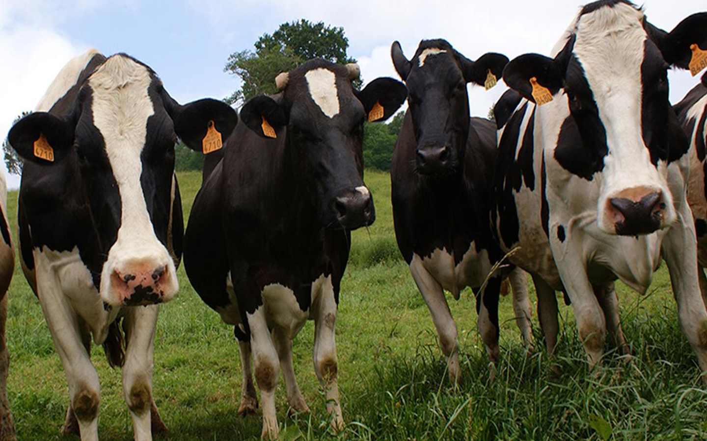 Ferme Bailia - photo 3