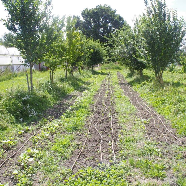 Le jardin biologique