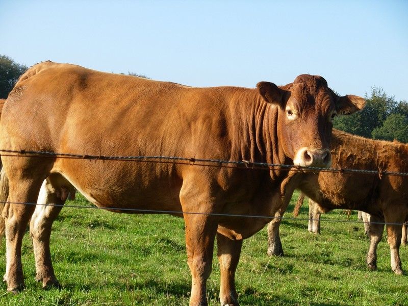 Ferme bovins Chez Combeau — photo 2