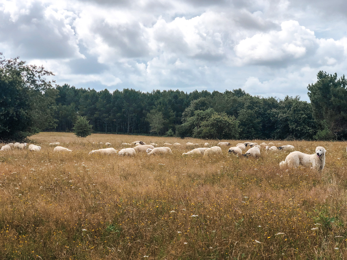 La Ferme Cinsî — photo 2