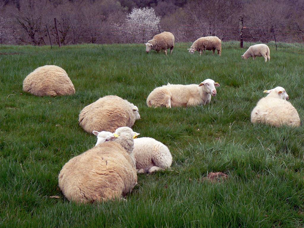 La Ferme de Beyssin, Puy-d'Arnac - photo 6