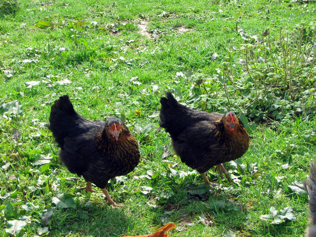 La Ferme de Beyssin, Puy-d'Arnac - photo 5