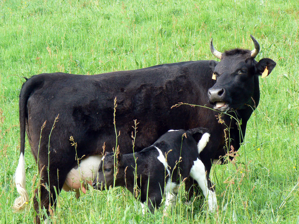 La Ferme de Beyssin, Puy-d'Arnac - photo 7