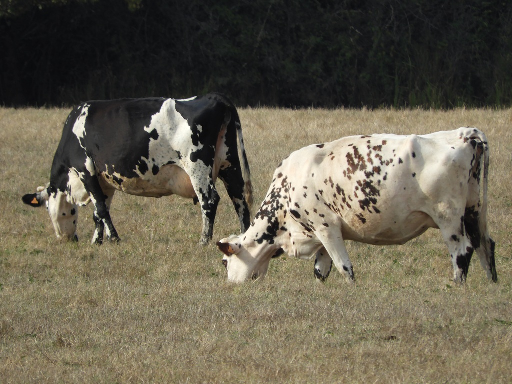 La Ferme de Brion — photo 2