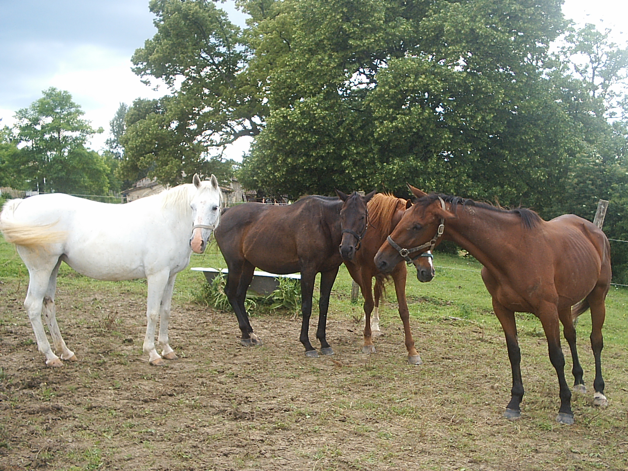 The Manieu Equestrian Farm
