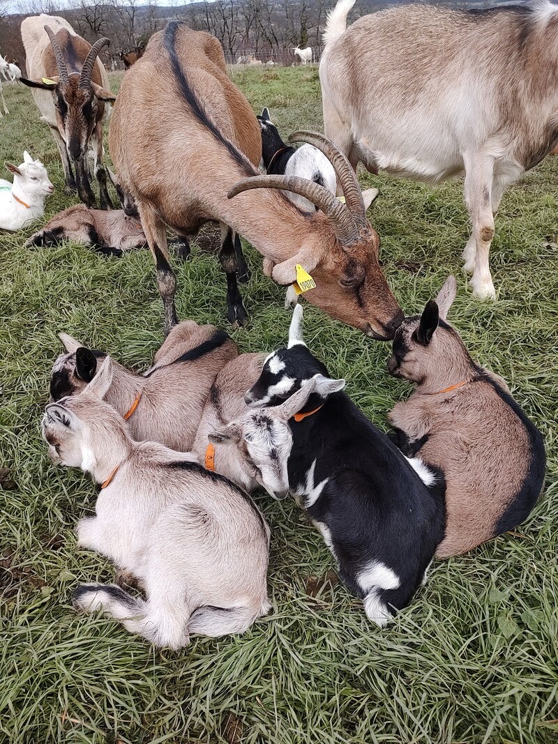 GAEC La ferme de Tendou - photo 3