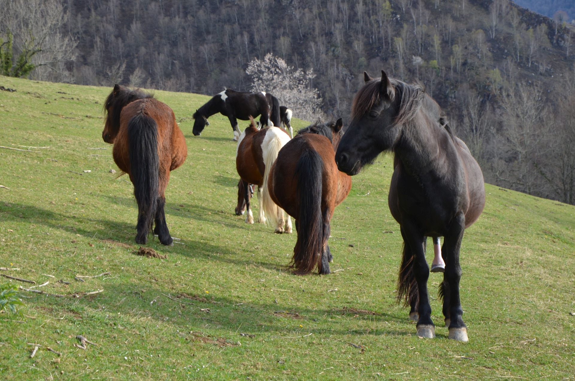 Ferme de Soubille - photo 3