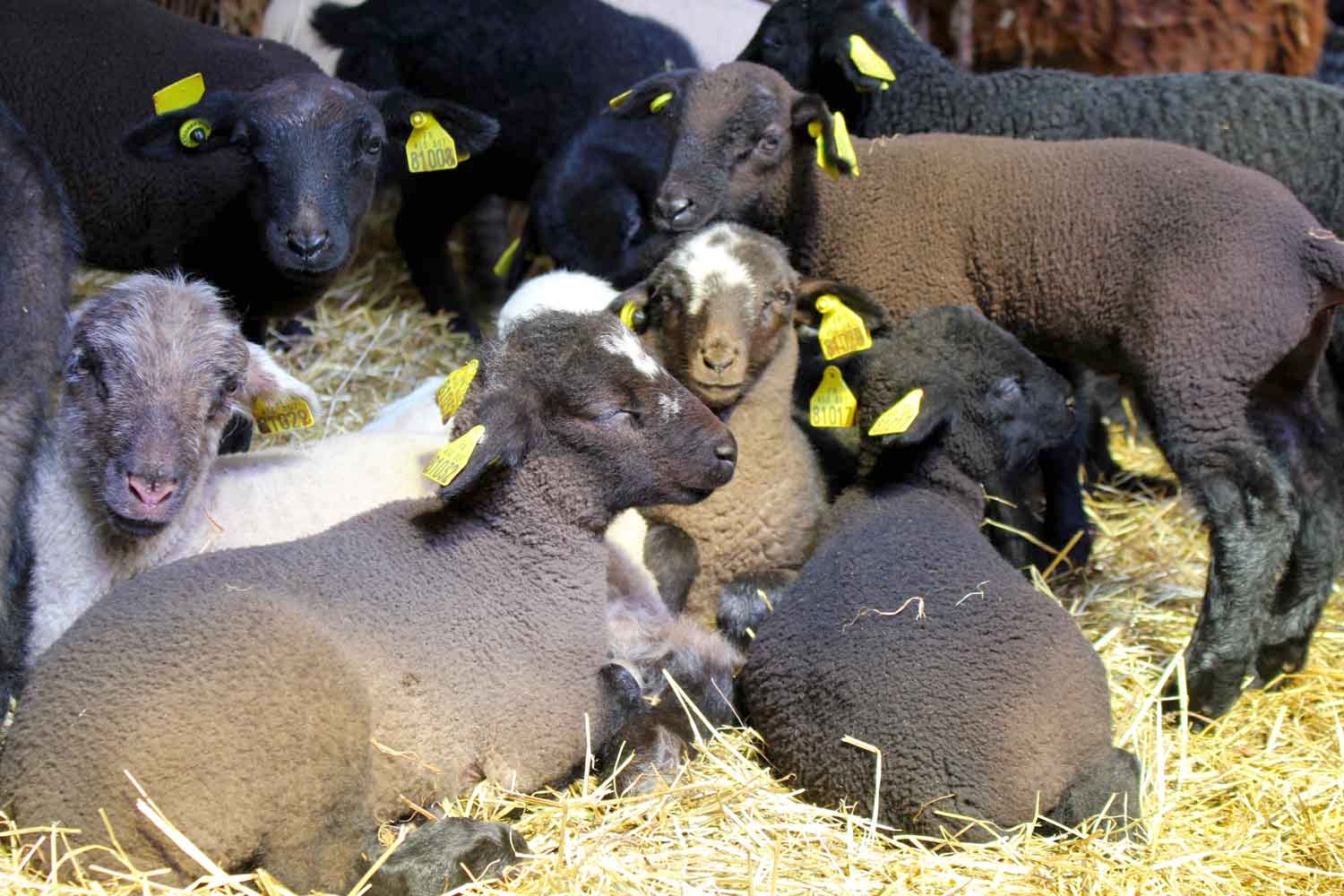 Ferme de Soubille - photo 5