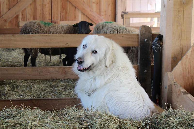 Ferme de Soubille