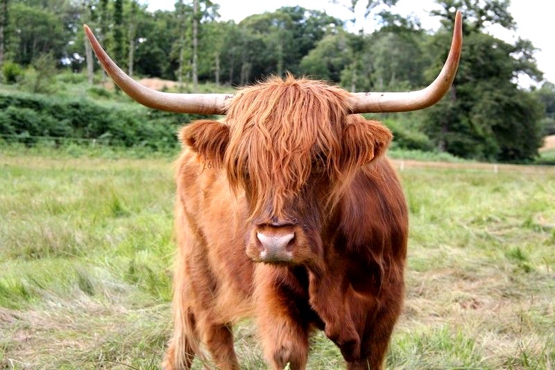 Ferme des Highlands