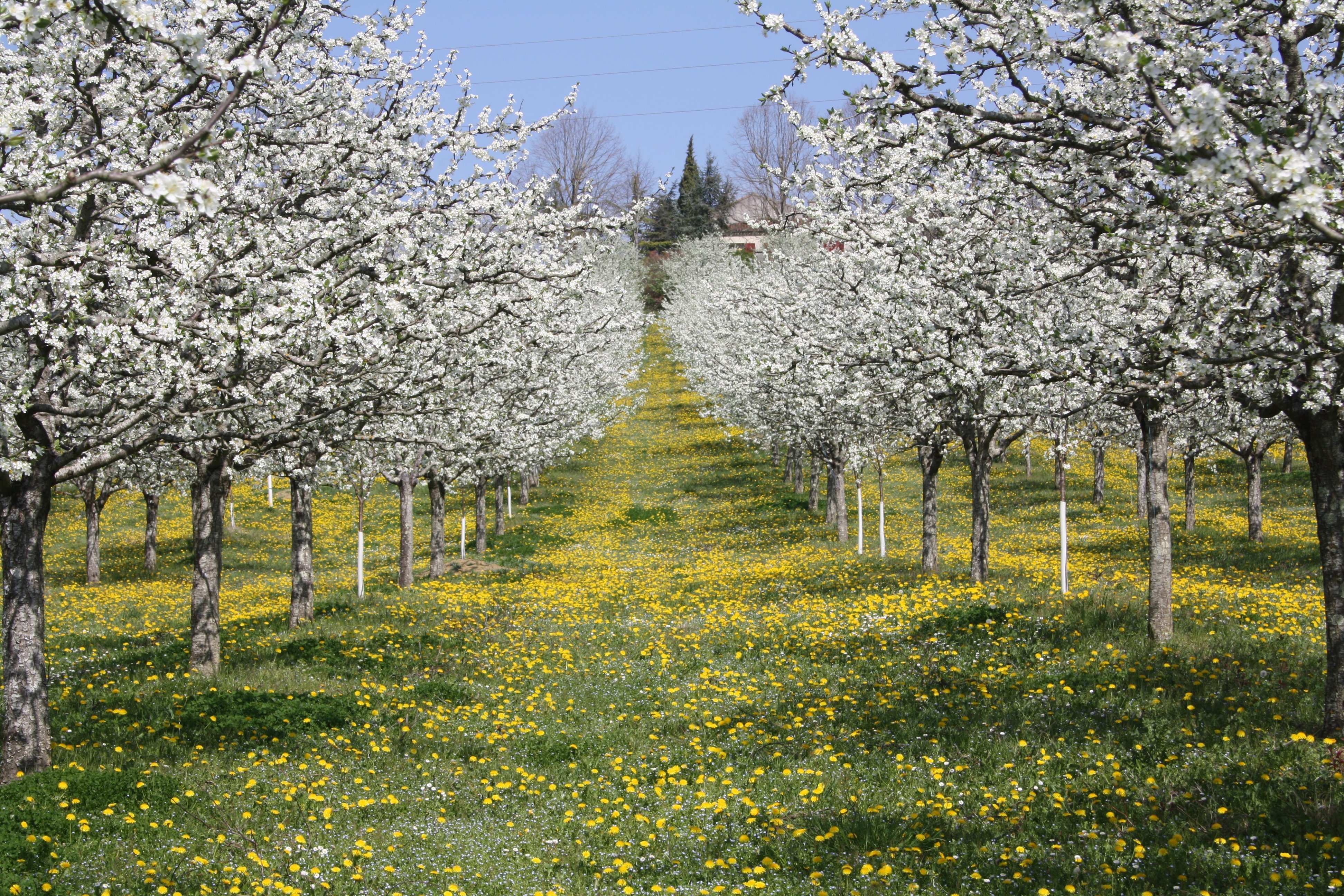 La Ferme du Plessis - photo 4