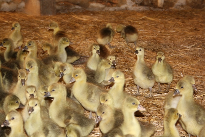 Ferme du Vignal - photo 4