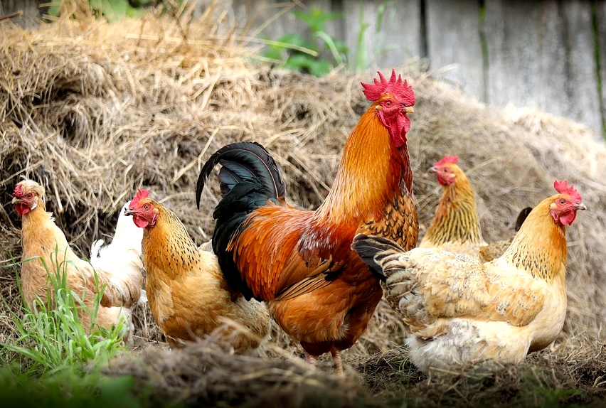 Ferme les P'tits bios — photo 2