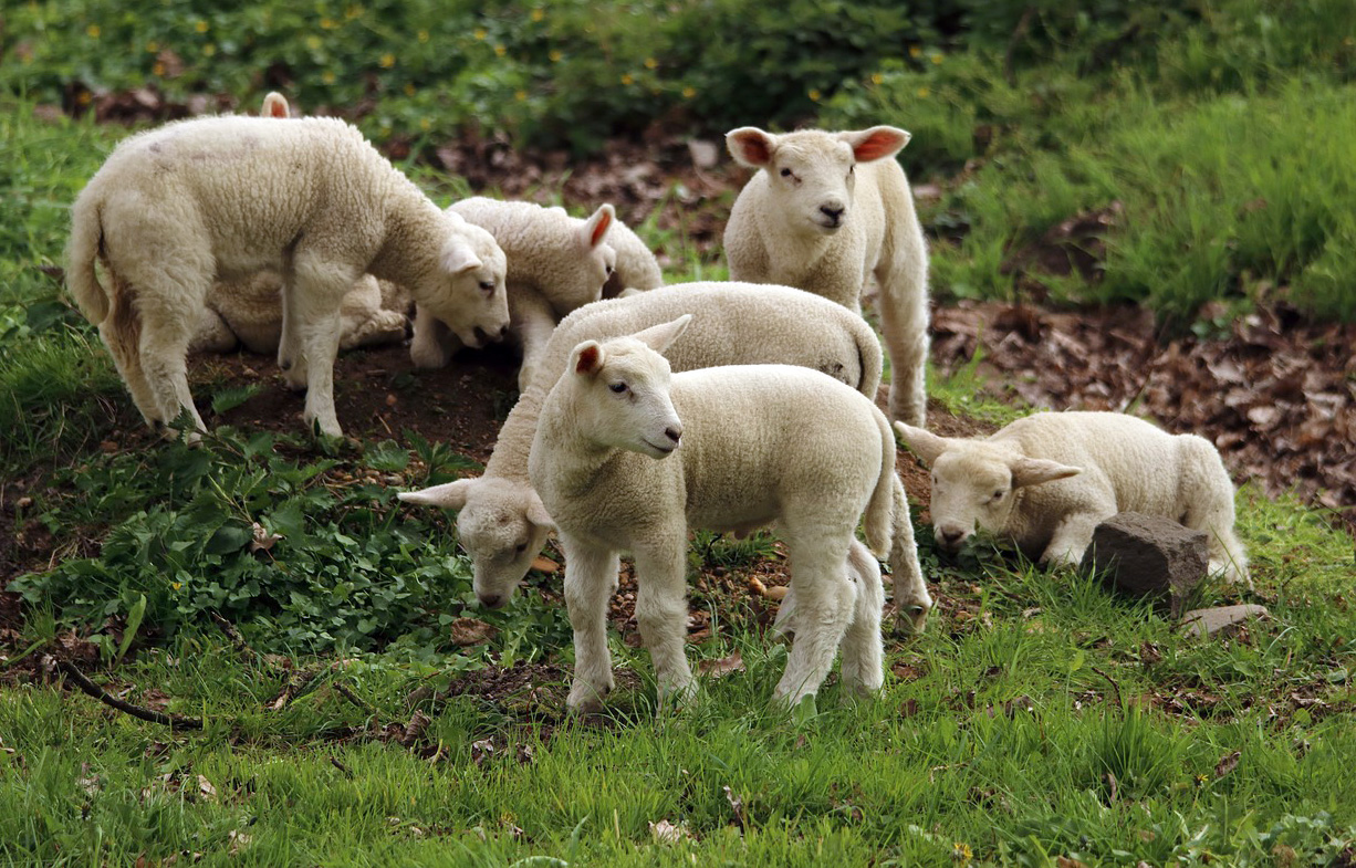Ferme Terre et Passion — photo 2