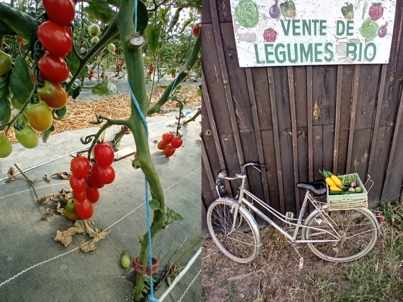 Gîte de la ferme 5 biot, Loupiac-de-la-Réole - photo 2