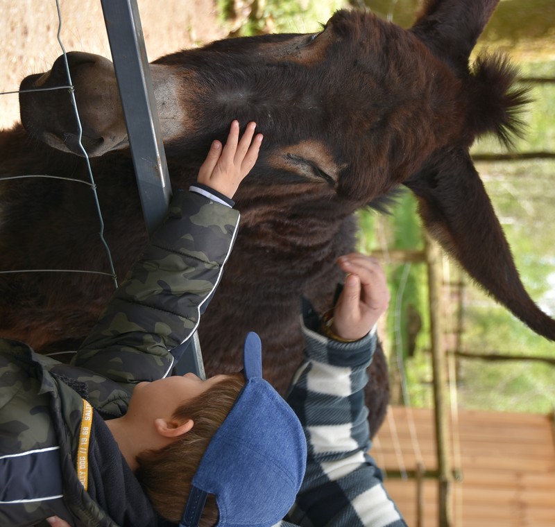 Fête de l'Âne et du soleil, Donnezac - photo 4