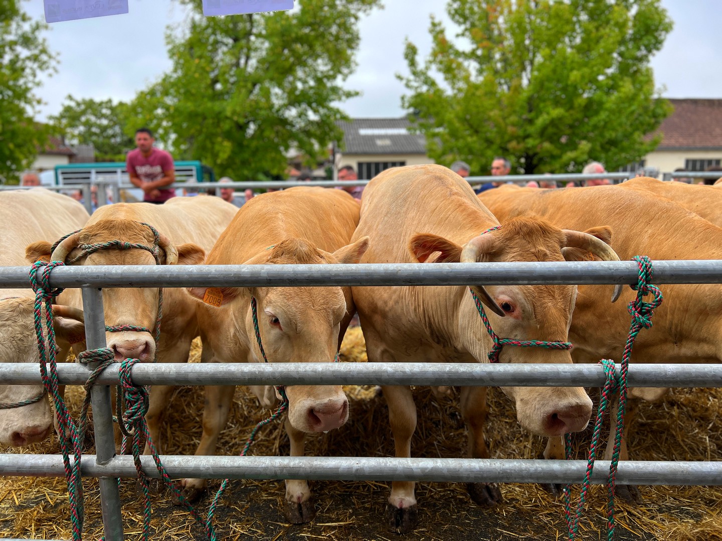 Fête de la Blonde d'Aquitaine, Sauveterre-de-Béarn - photo 2