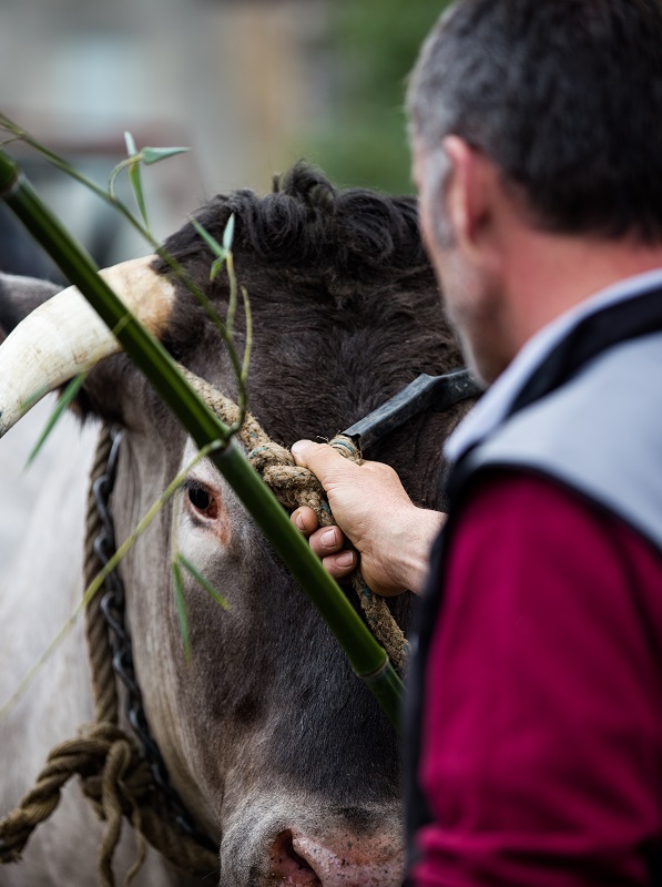 Fête des Boeufs Gras de Bazas, Bazas - photo 4