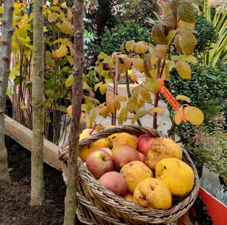 Fête des arbres et fleurs d'automne