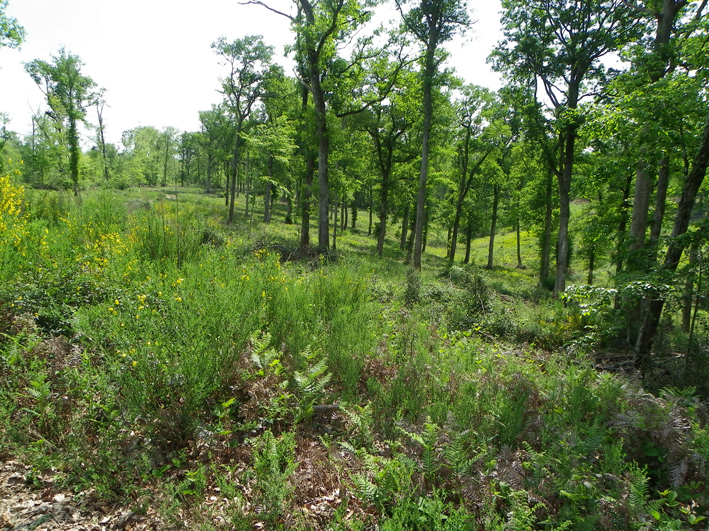 Forêt domaniale de Laveyron