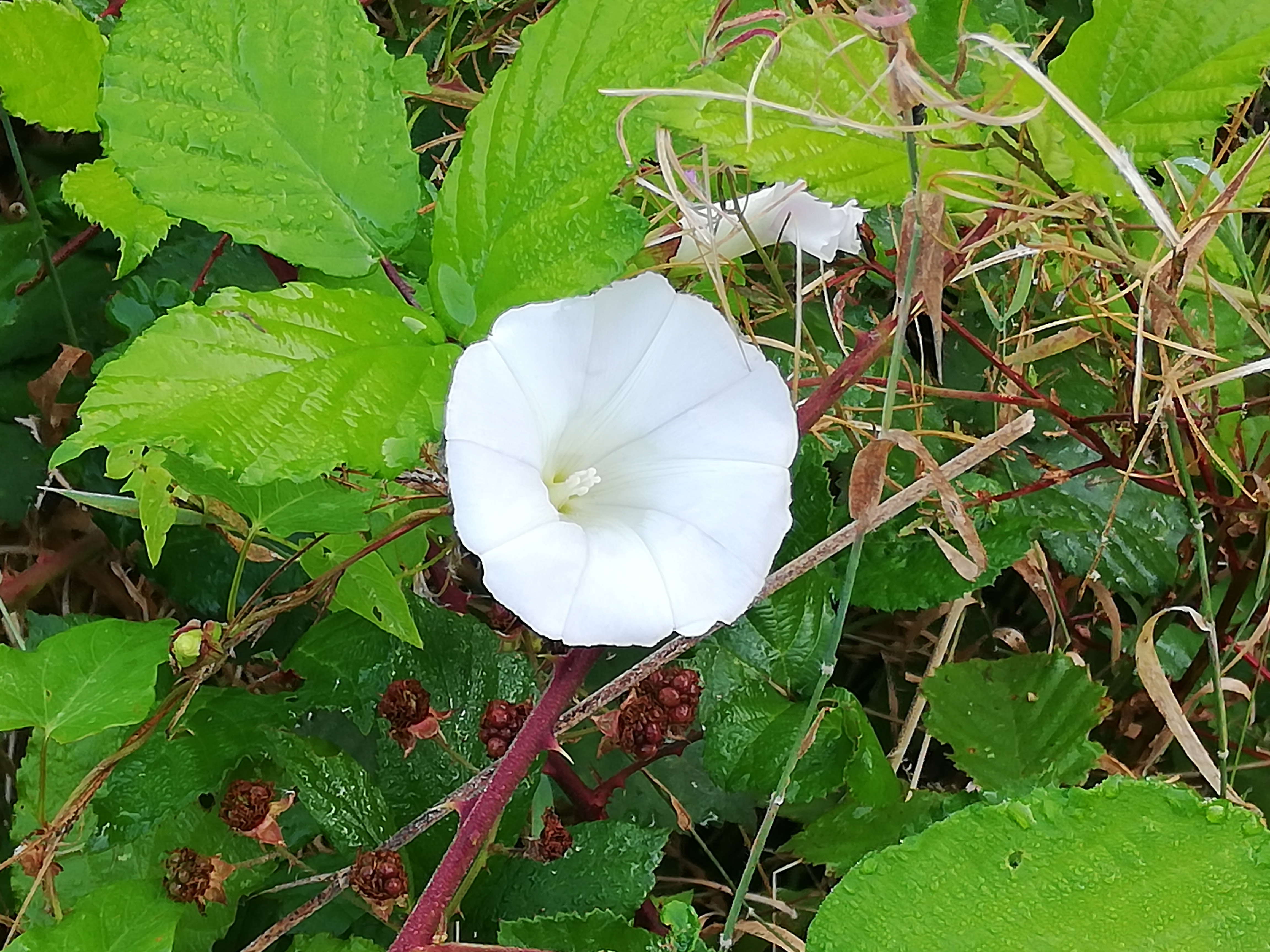 Chambre d'Hôtes Référence La Pierre Belle