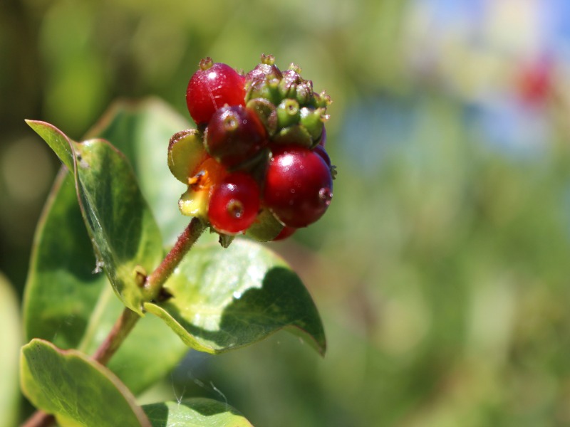 Les secrets de la petite Amazone - photo 2