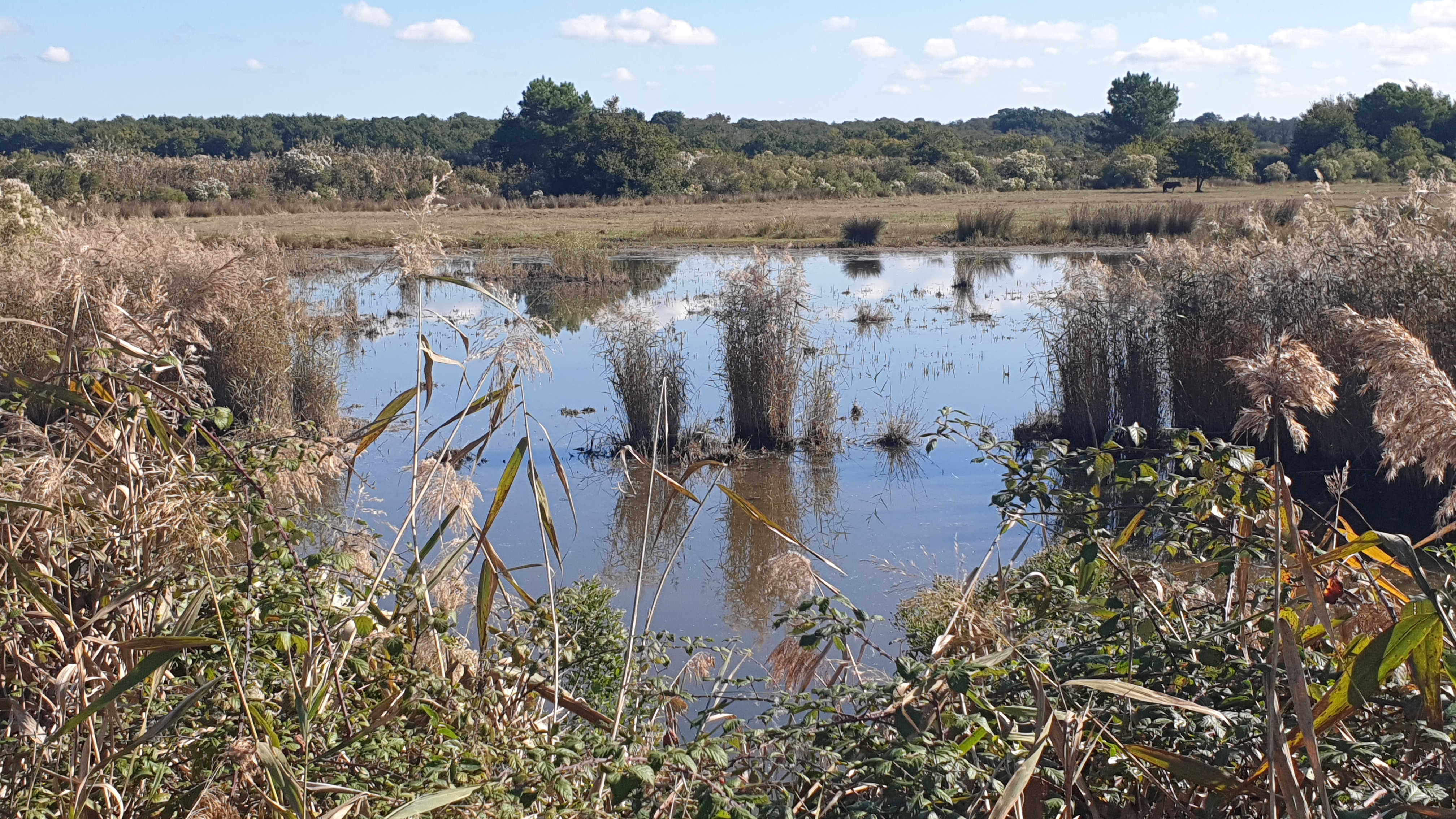 Le domaine de Fleury dans le delta de la Leyre, Le Teich