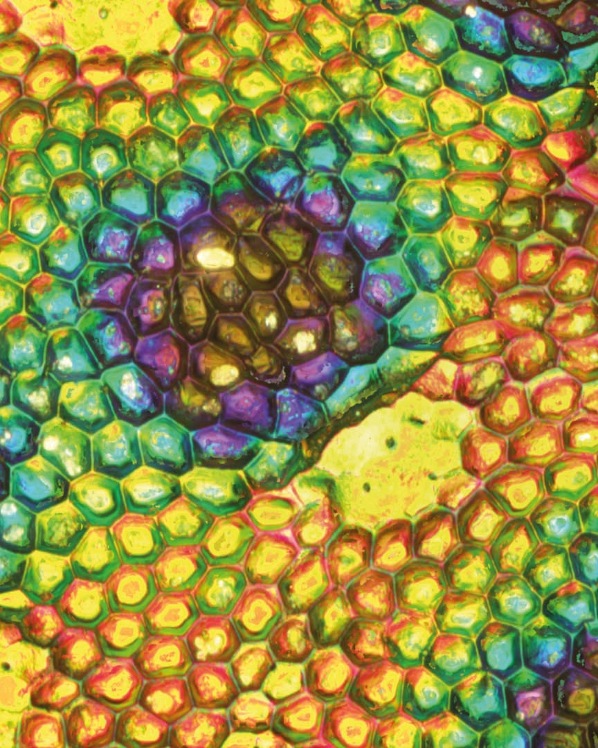 Culture et vous en Haut-Béarn : Conférence "Amazonia, le mystère des Couleurs, du Tapirage à la Fluorescence"