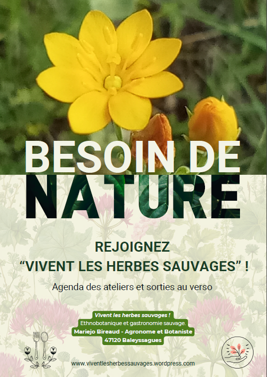 Les balades botaniques avec Vivent les herbes sauvages au Domaine les Hauts de Riquets, Baleyssagues - photo 9