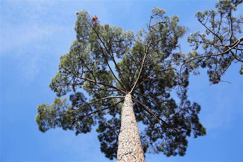 Forêt - © Médoc Atlantique (1)