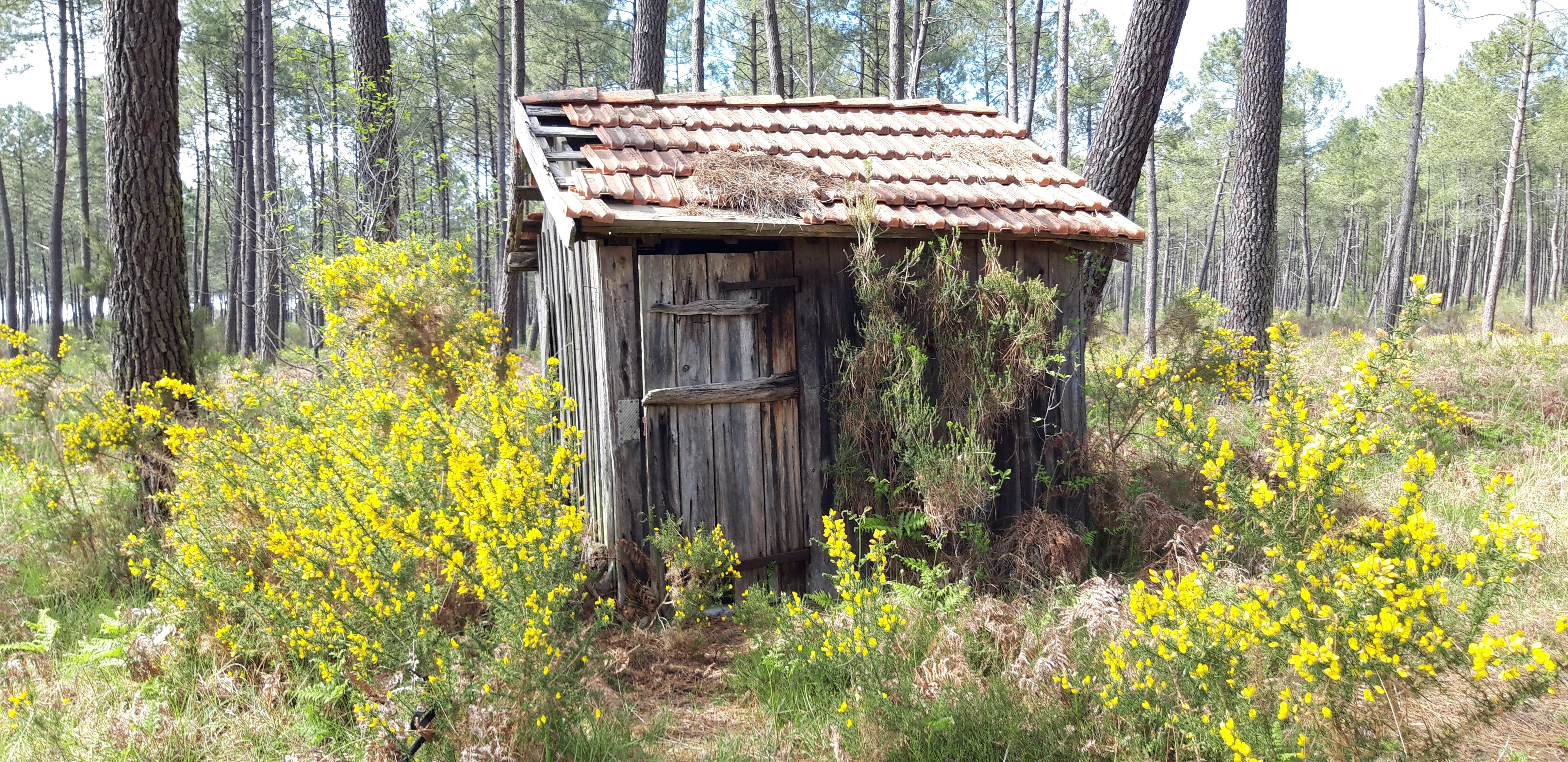 Biscarrosse Marche et Découverte