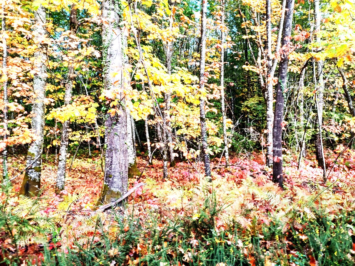 Milpas Sorgeais - Boucle forêt de Lanmary — visuel événement