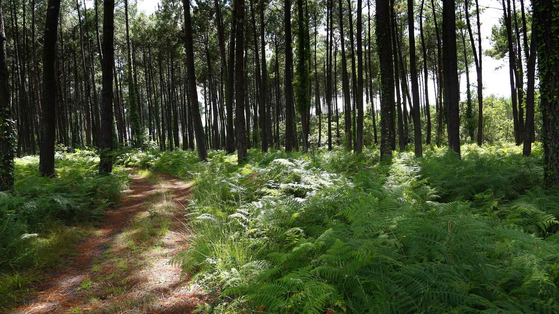 Balade à la découverte de la forêt — visuel événement