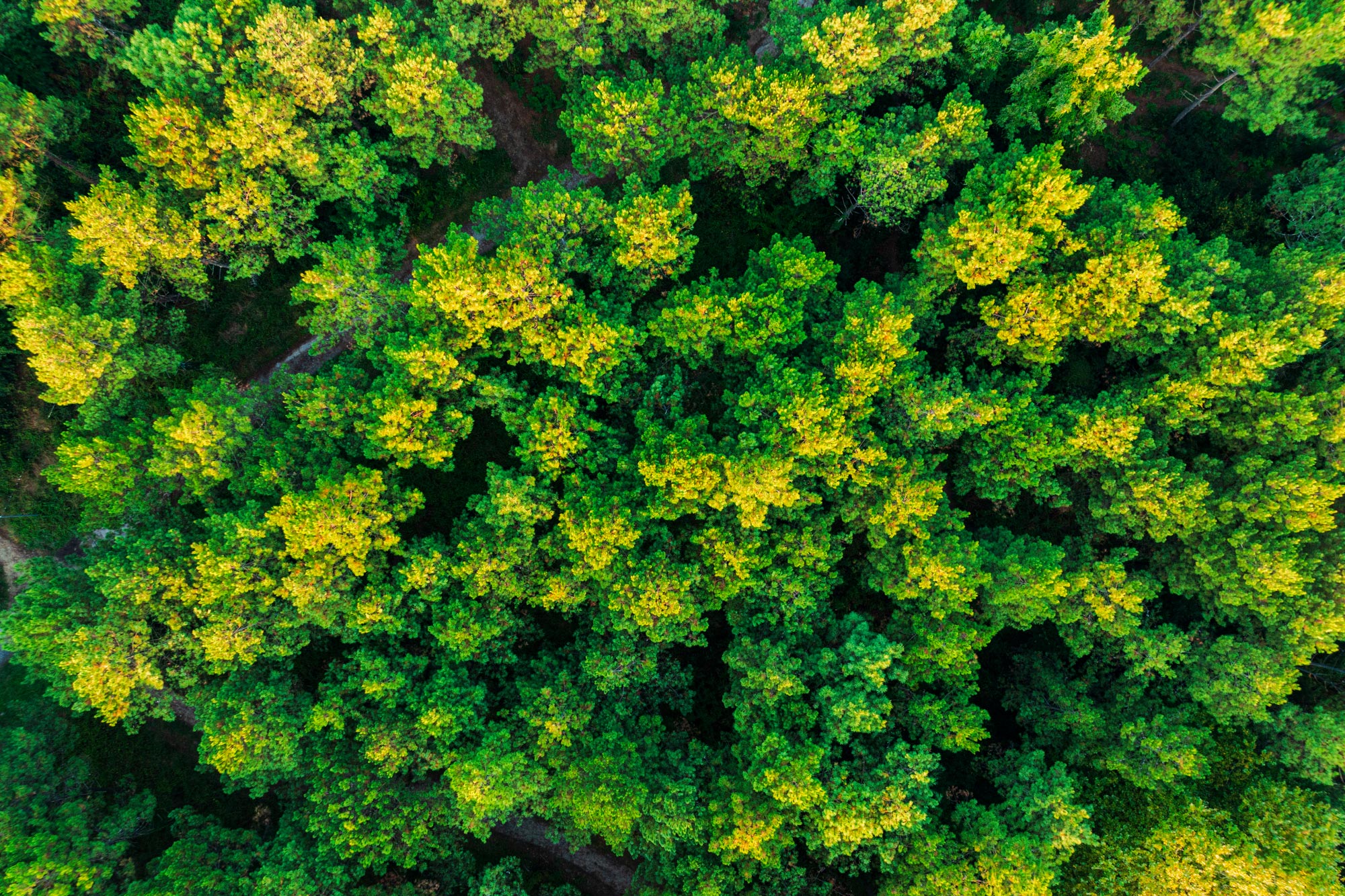 Forêt du Pignada - photo 2