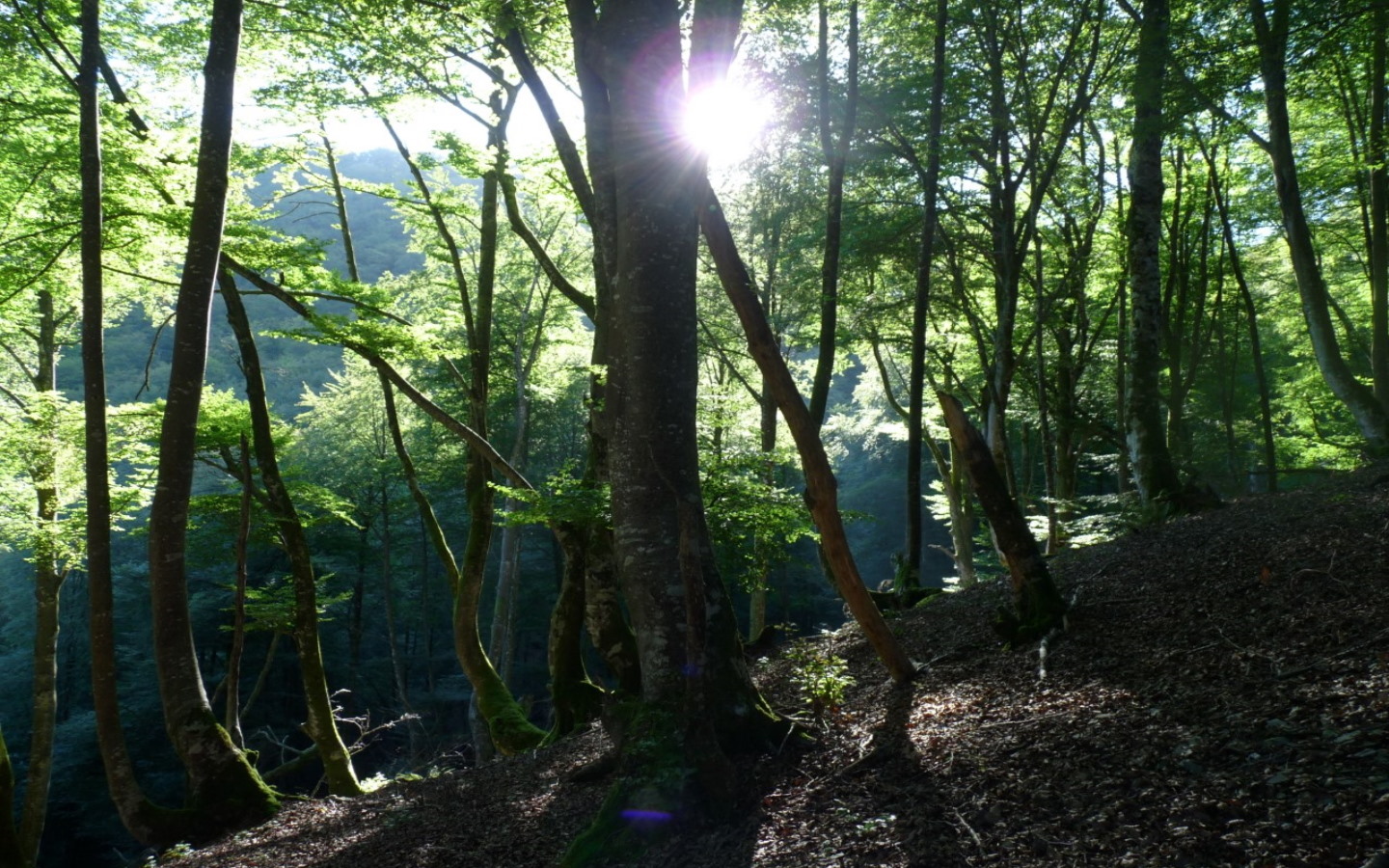 Randonnée accompagnée Mendi Gaiak : rando-pelote sur les collines, Ossès - photo 2