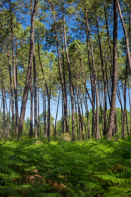 Forêt des Landes de Gascogne, Belin-Béliet