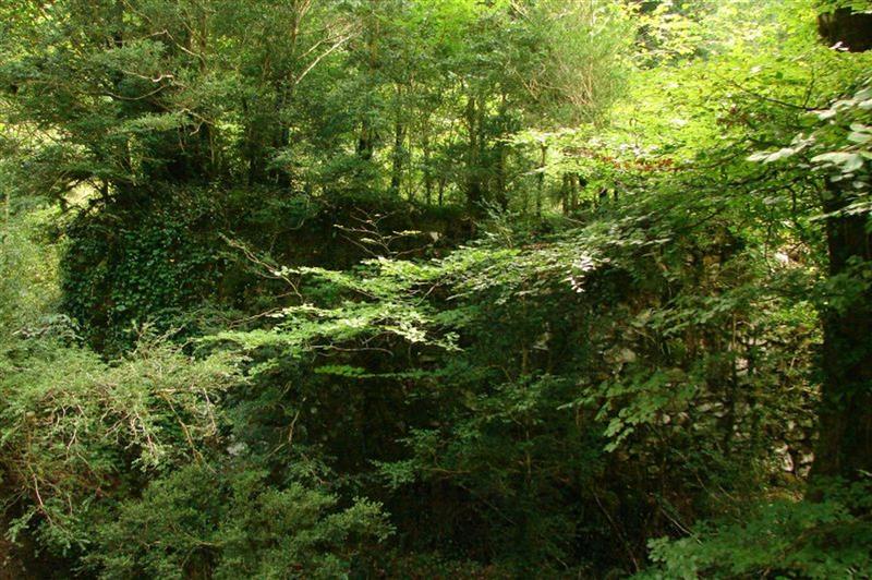 Forêt d'Issaux