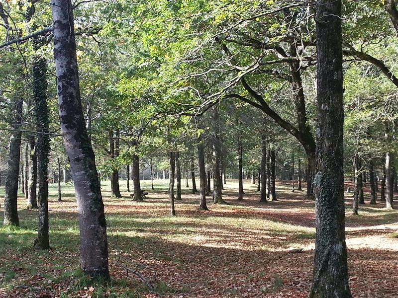 Forêt de Saint-Pée-sur-Nivelle