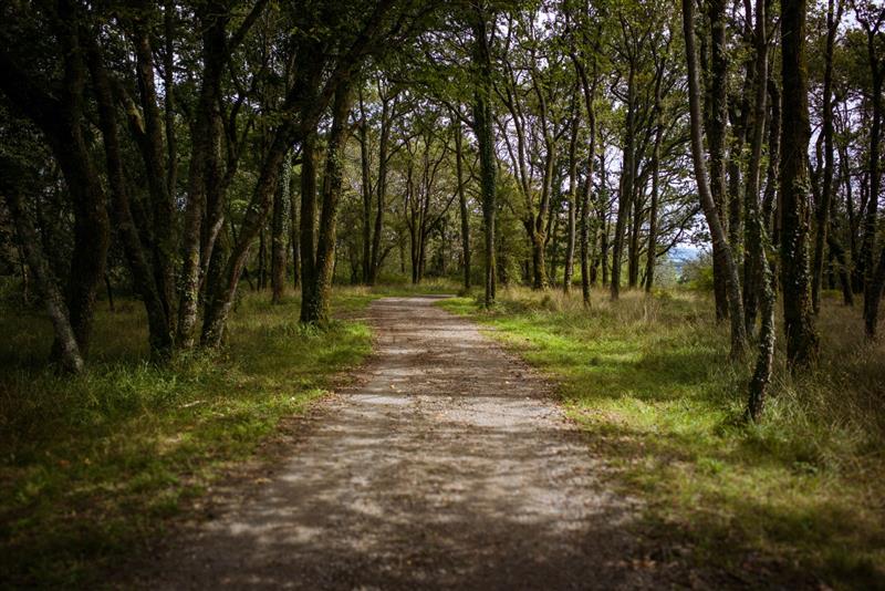 Forêt de Saint-Pée-sur-Nivelle