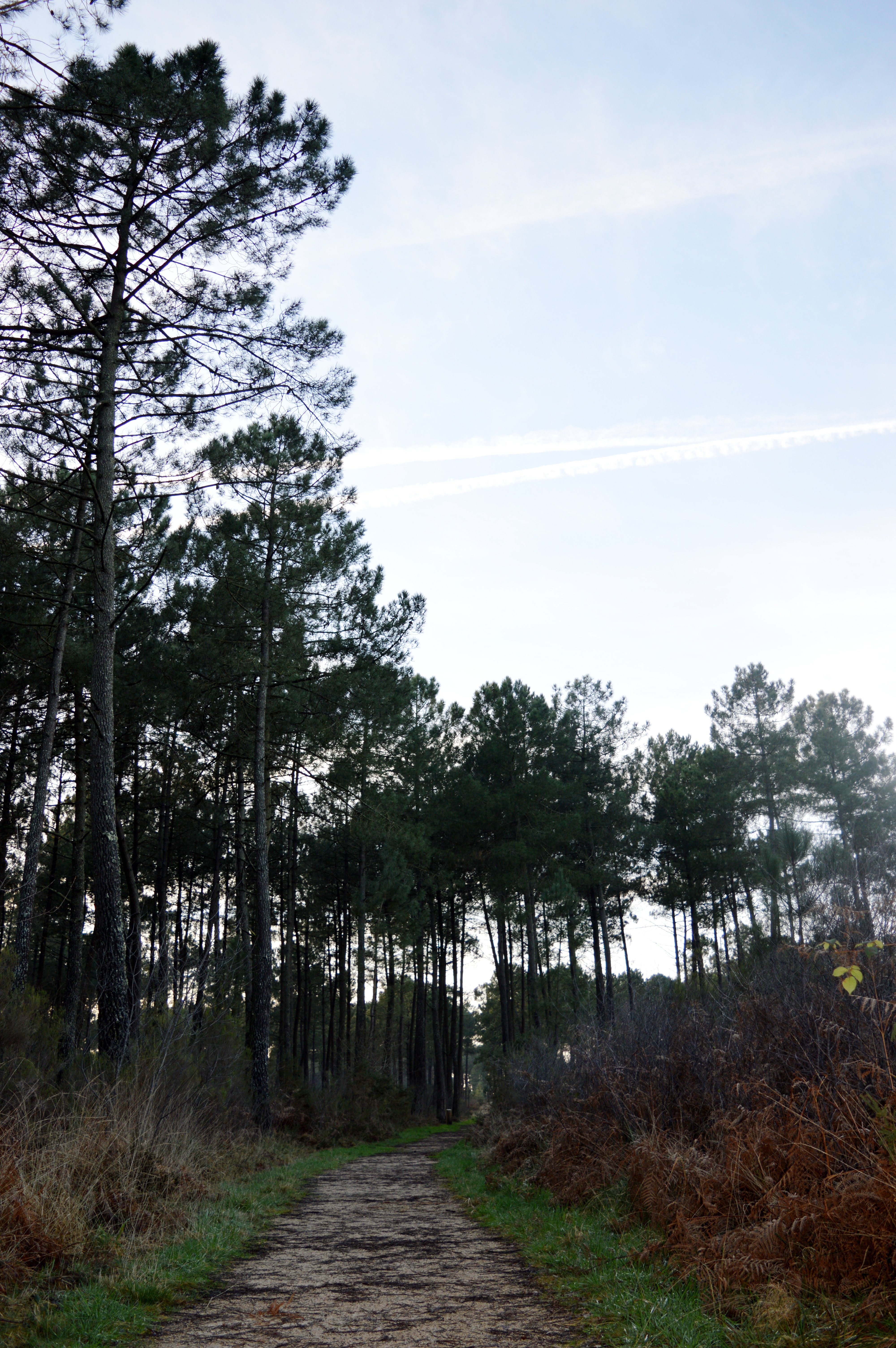 Balade à roulettes : Forêt de Migelane - La balade géologique, Martillac - photo 7