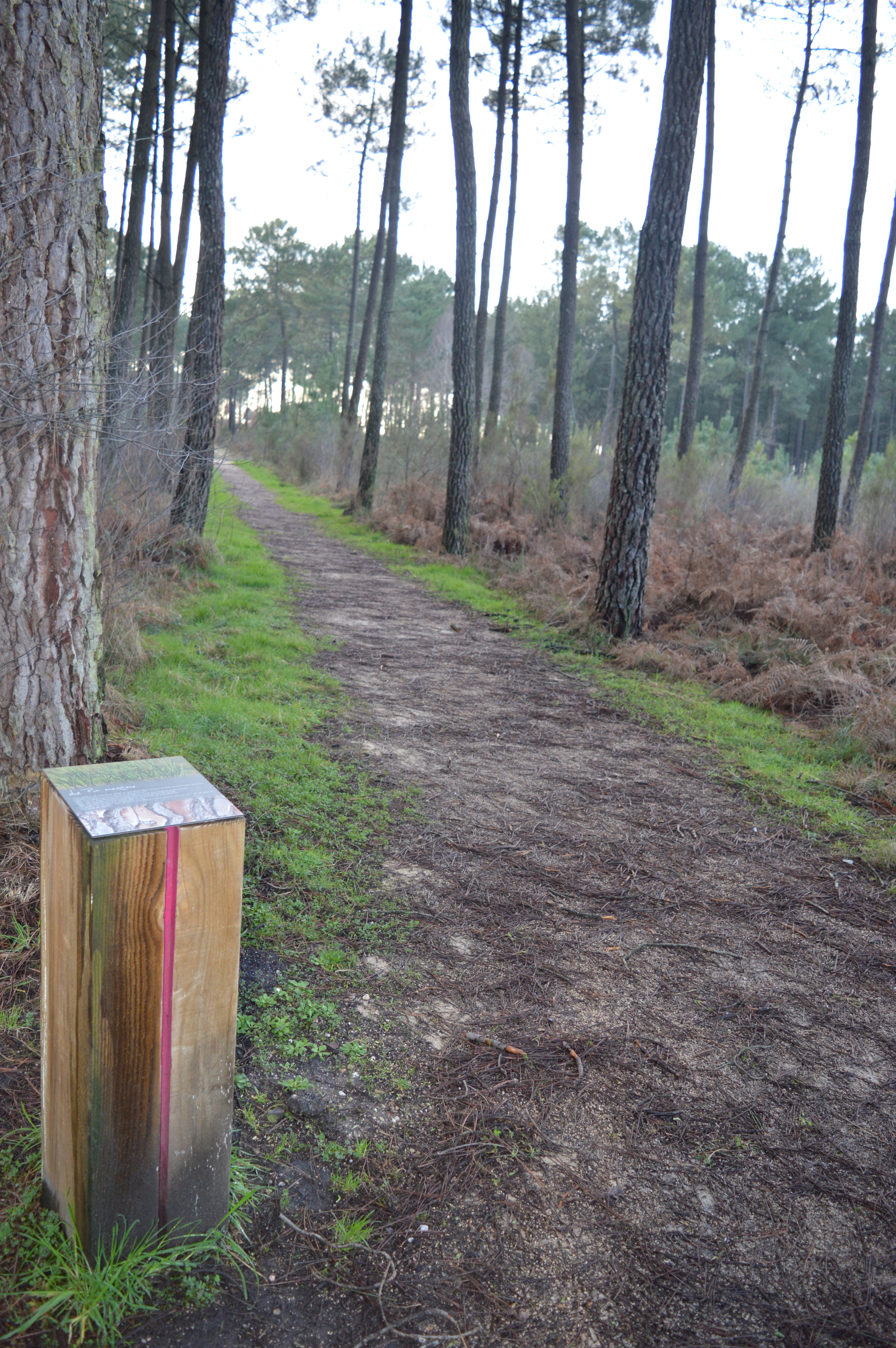 Balade à roulettes : Forêt de Migelane - La balade géologique - photo 5