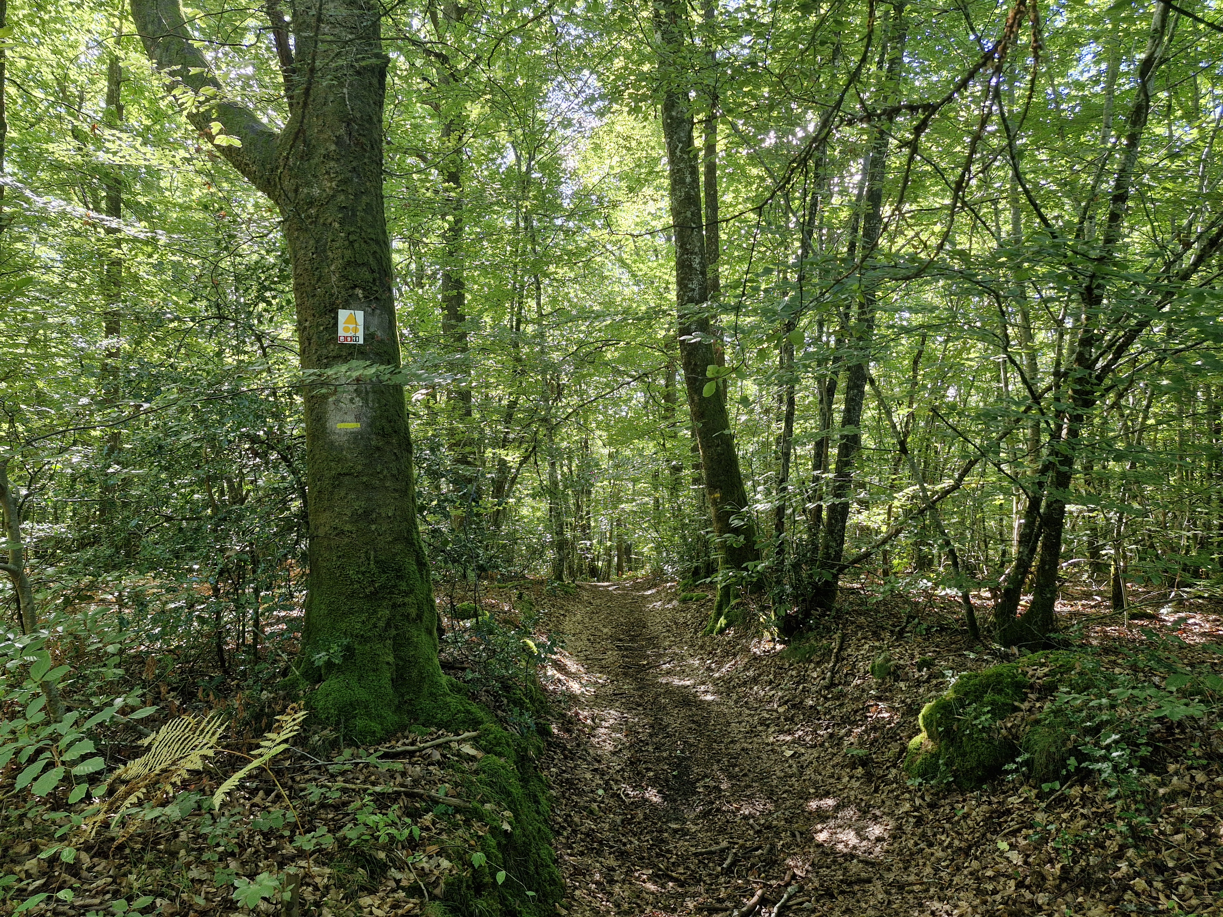Forêt de Montard - photo 3