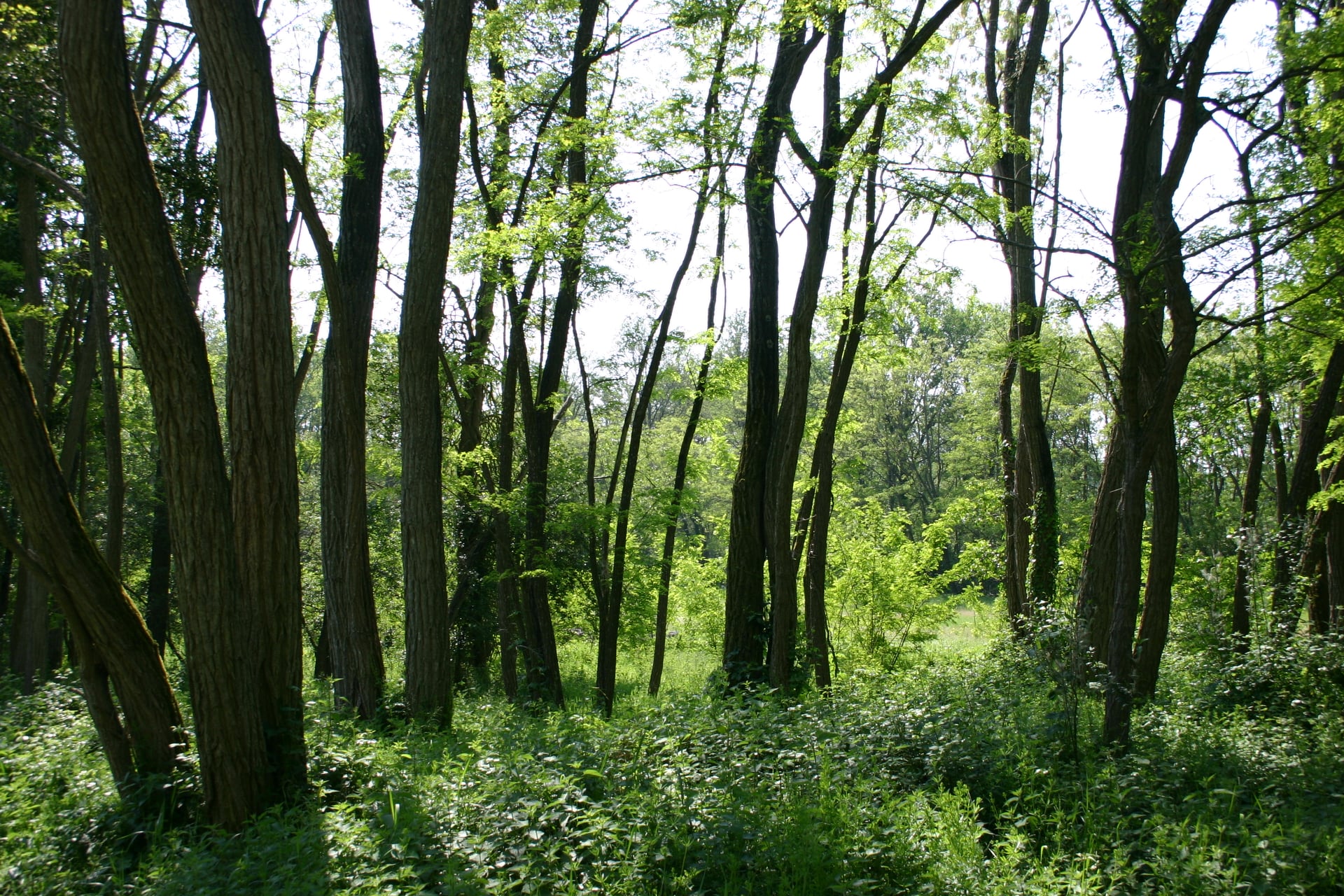 Forêt de Scévolles, Guesnes - photo 2