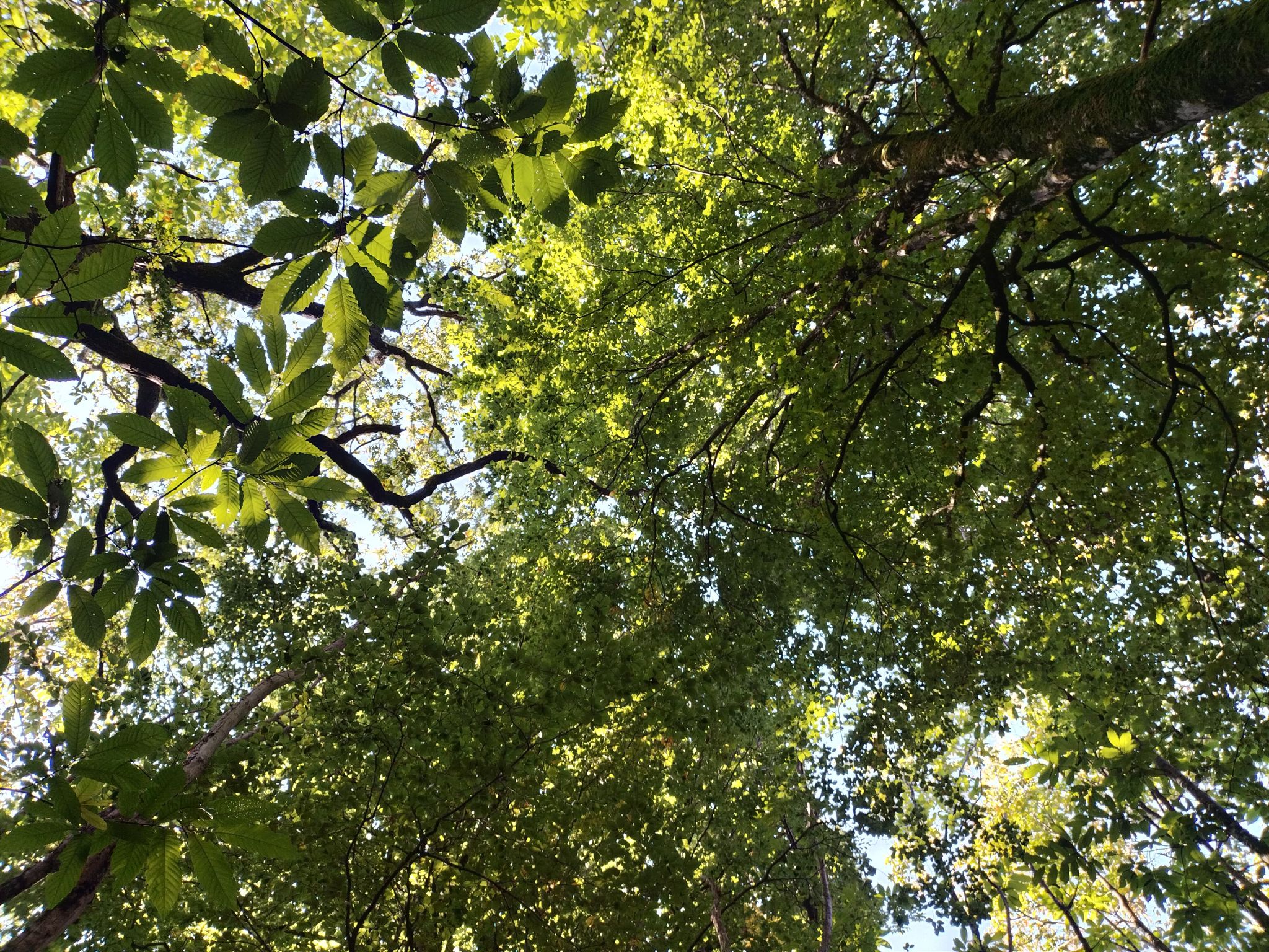 Forêt domaniale de l'Hermitain, Souvigné - photo 6