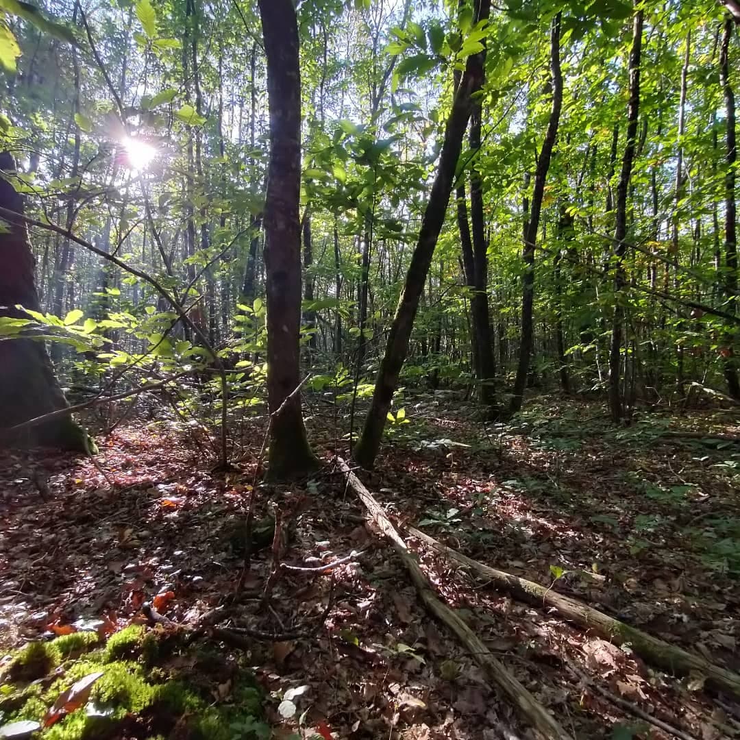 Chevauchée en forêt de l'Hermitain, Souvigné - photo 2