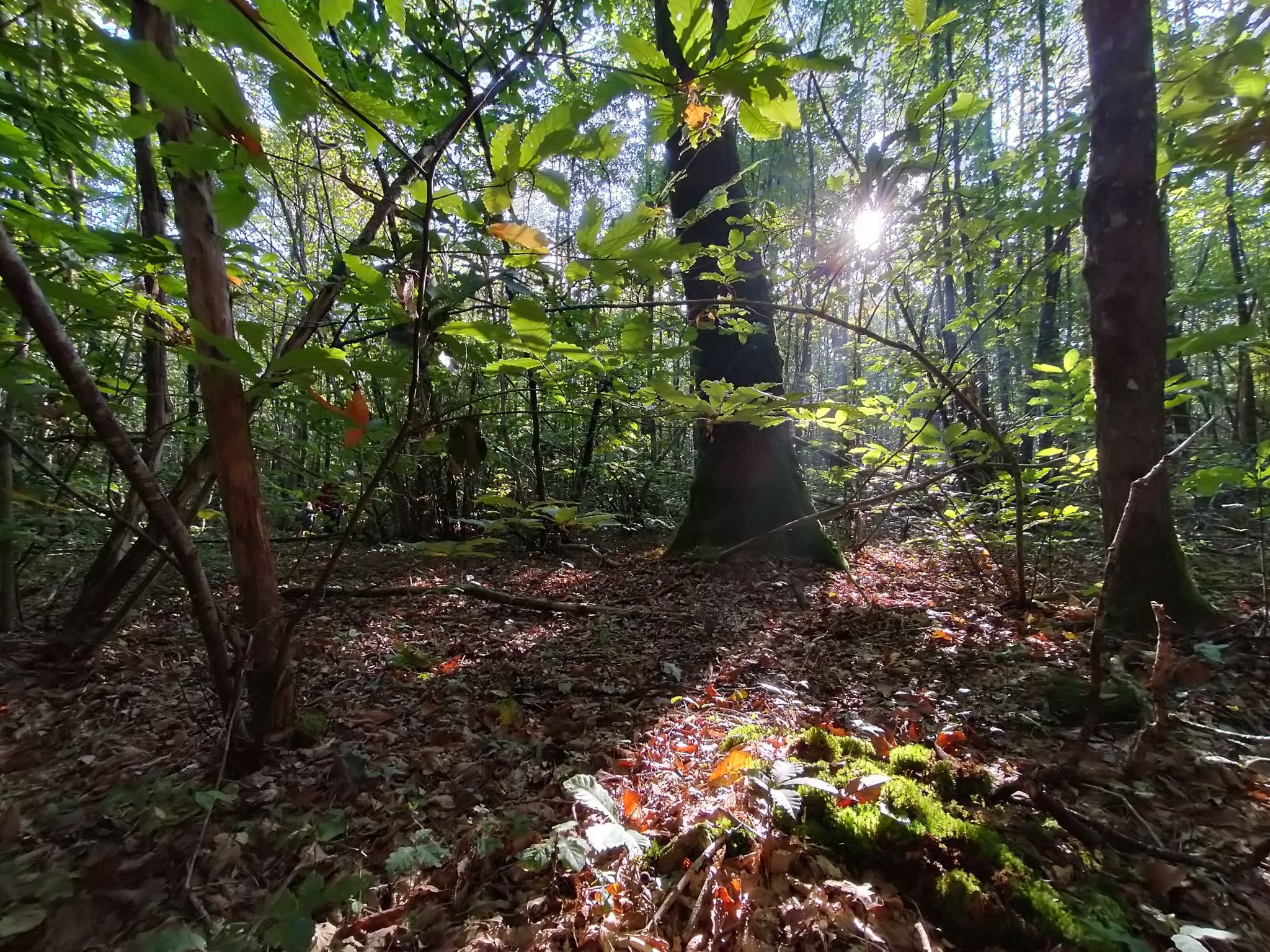Forêt domaniale de l'Hermitain, Souvigné