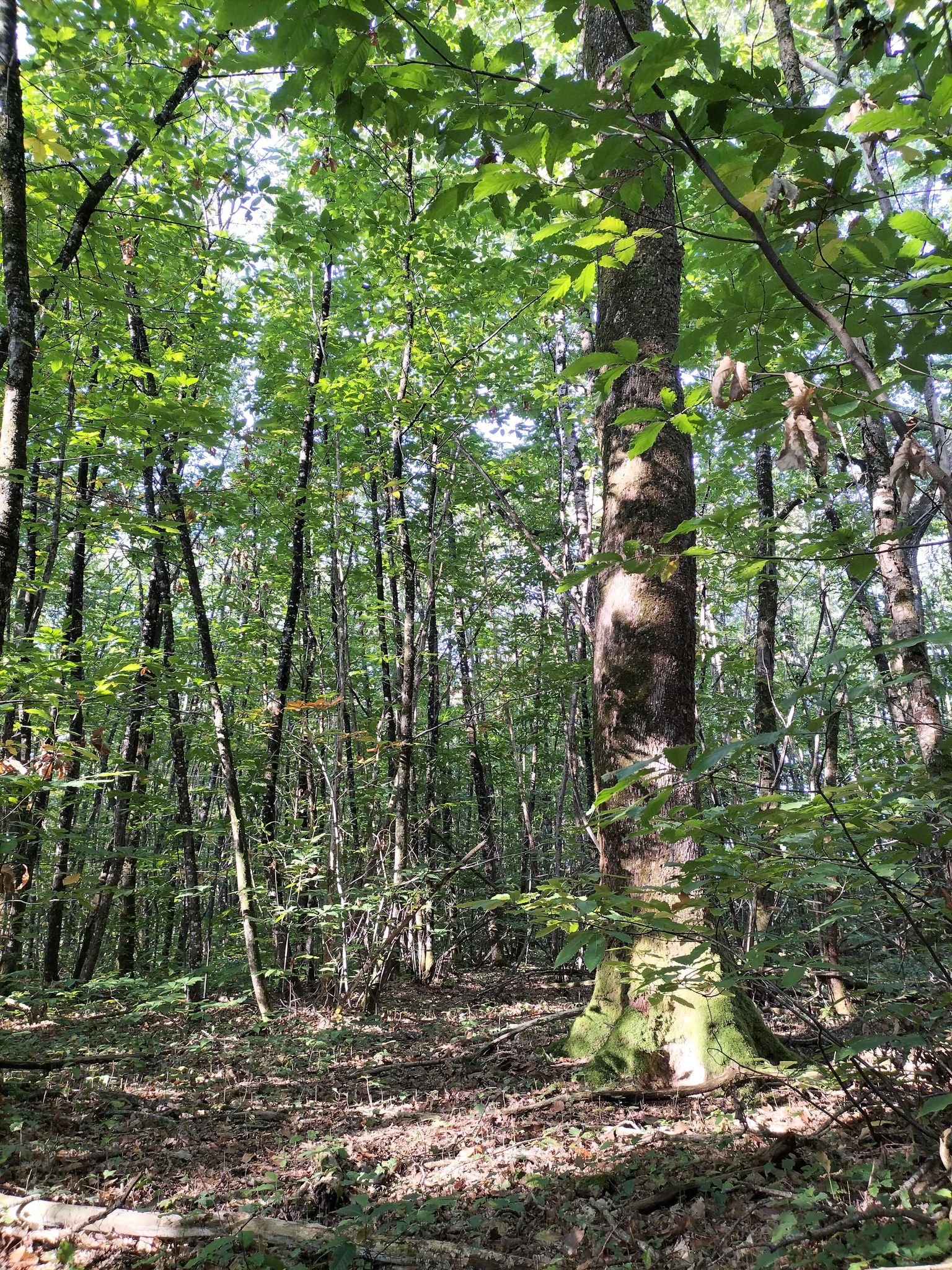 Forêt domaniale de l'Hermitain, Souvigné - photo 3