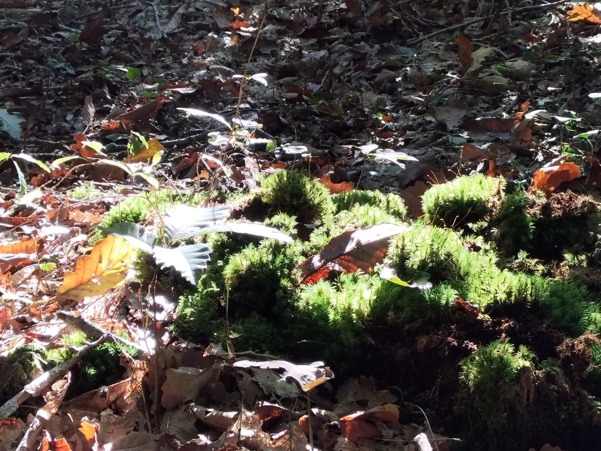 Forêt domaniale de l'Hermitain, Souvigné - photo 4